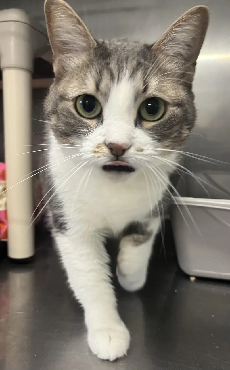 An adult large-sized female Domestic Short Hair cat named Calypso for adoption in North Attleboro, MA