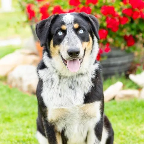 A young large-sized male Australian Cattle Dog / Blue Heeler dog named Oreo for adoption in Camarillo, CA