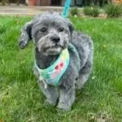 A senior small-sized female Shih Tzu dog named Ivy for adoption in Minneapolis, MN