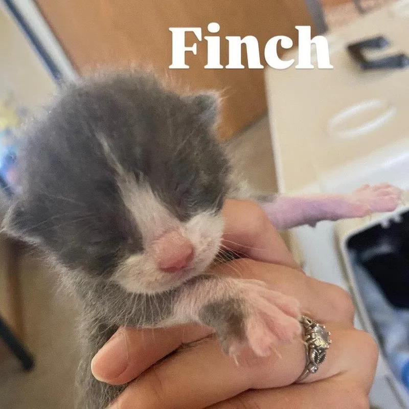 A baby small-sized male Gray / Blue / Silver Domestic Short Hair cat named Finch for adoption in Edwardsville, IL