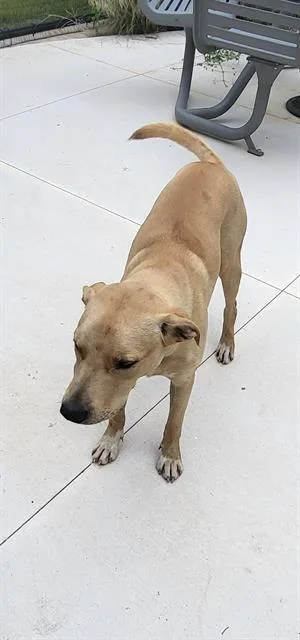A young large-sized male Labrador Retriever dog named Goose for adoption in San Antonio, TX