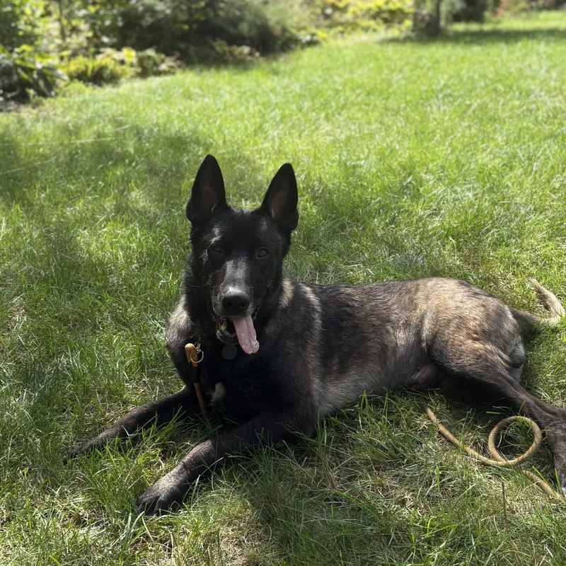 An adult large-sized male German Shepherd Dog dog named Taz for adoption in Duxbury, MA