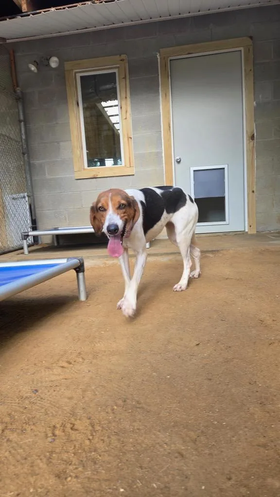 An adult medium-sized female Foxhound dog named Bee for adoption in Hampton, VA