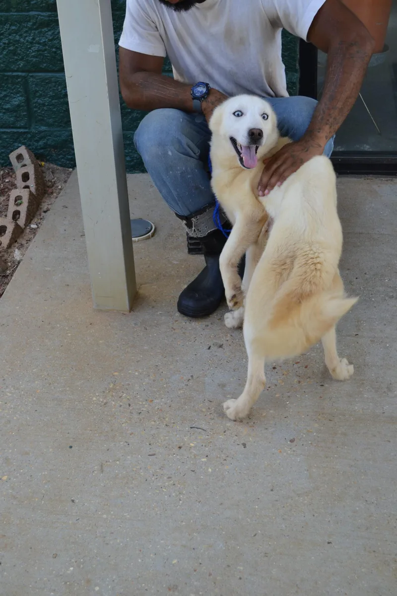 An adult medium-sized female Yellow / Tan / Blond / Fawn Siberian Husky dog named Snow for adoption in Jackson, LA