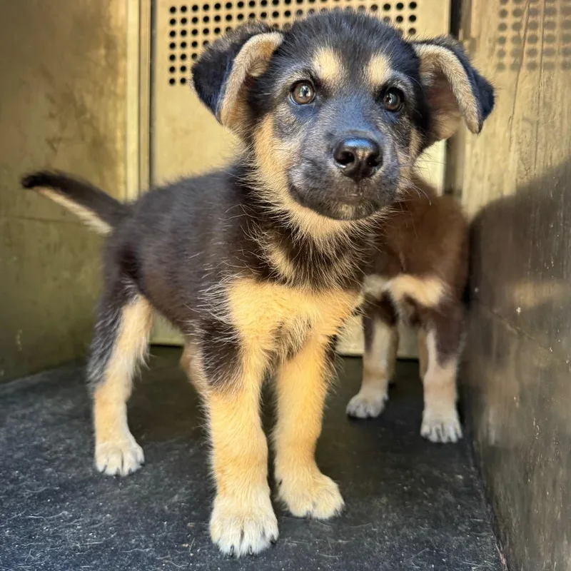 A baby small-sized male Black Shepherd dog named Jack for adoption in Birmingham, AL