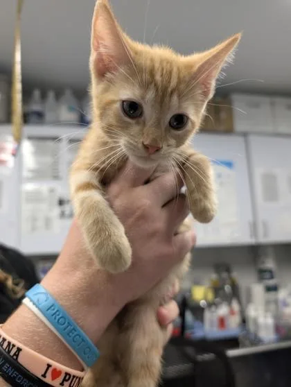 A baby small-sized male Domestic Short Hair cat named Mike for adoption in West Chester, PA