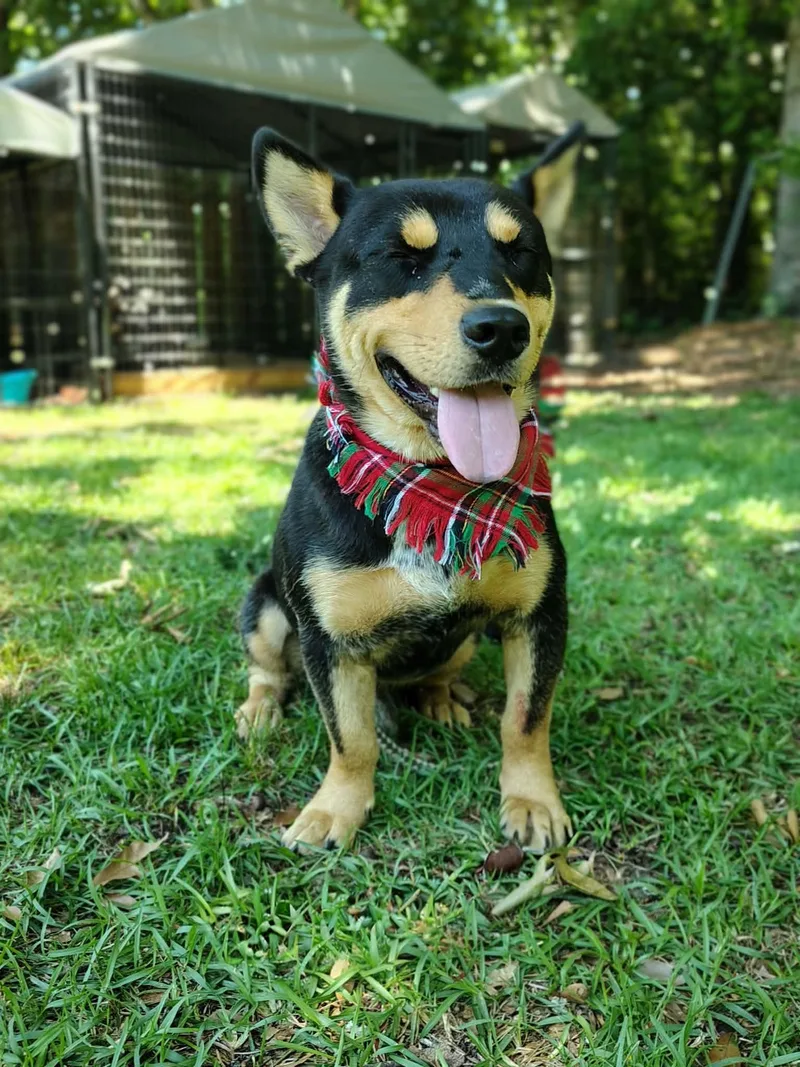 Whiskey