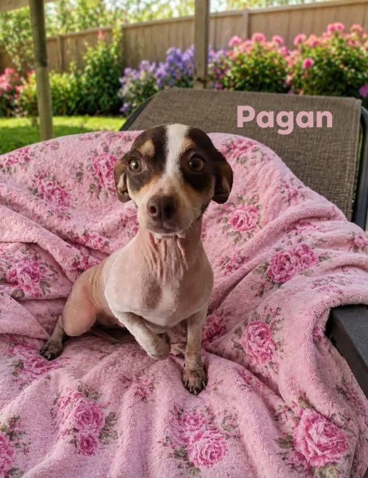 An adult small-sized female Chiweenie dog named Pagan for adoption in Winter haven, FL