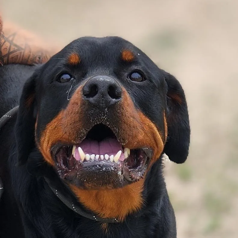 Forte Jum thumbnail 2