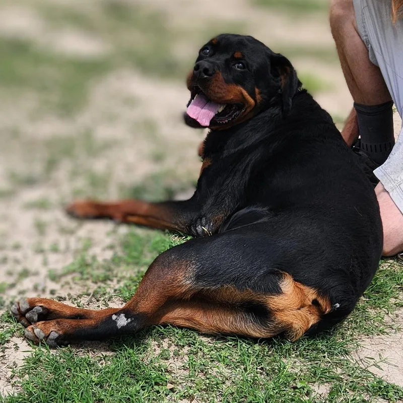 Forte Jum thumbnail 3