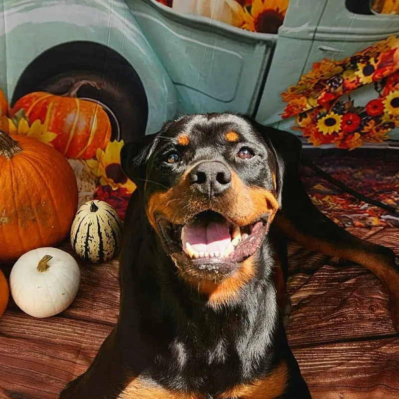 Forte Jum thumbnail 4