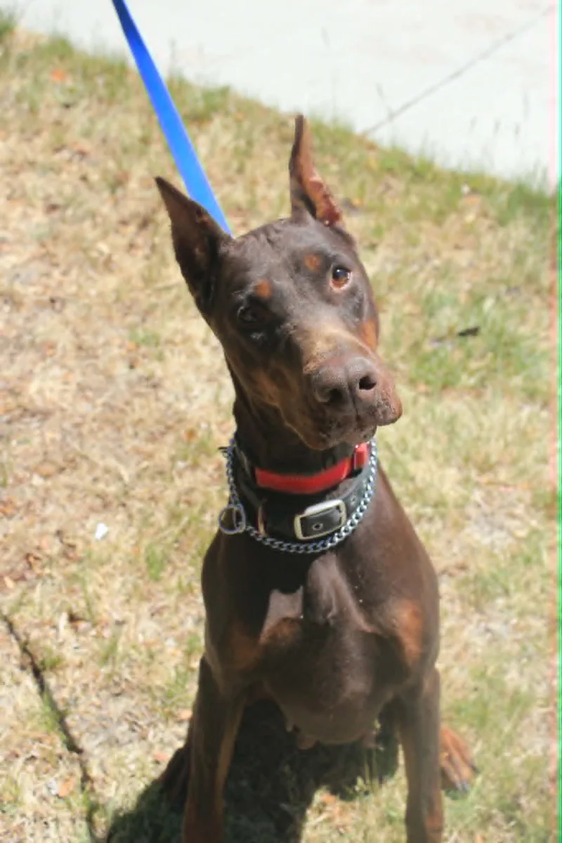 An adult large-sized female Doberman Pinscher dog named Ada for adoption in Denver, CO