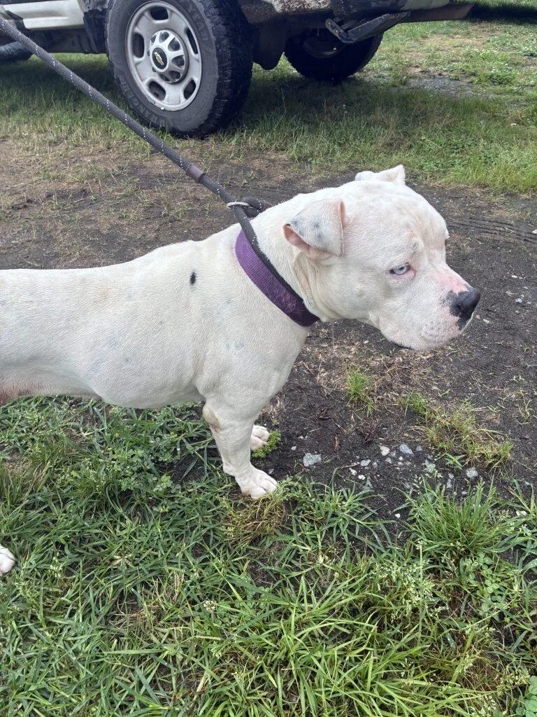An adult medium-sized female White / Cream Pit Bull Terrier dog named Angel for adoption in Woodbine, GA