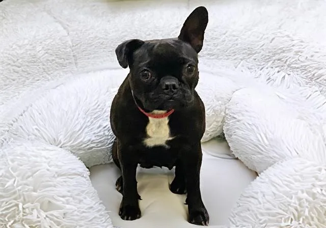 Poppy