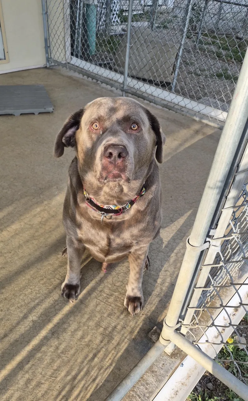 An adult extra large-sized male Gray / Blue / Silver Labrador Retriever dog named Jimmy for adoption in Indiana, PA