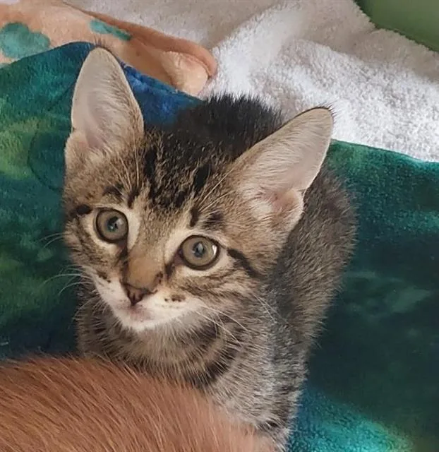 A baby small-sized male Domestic Short Hair cat named Big Mac for adoption in Chula Vista, CA