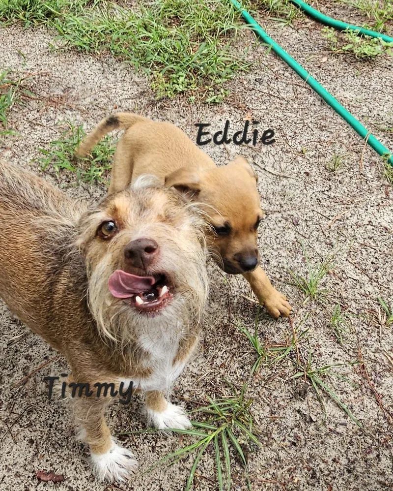 Eddie thumbnail 2