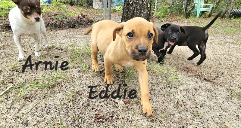 Eddie thumbnail 3