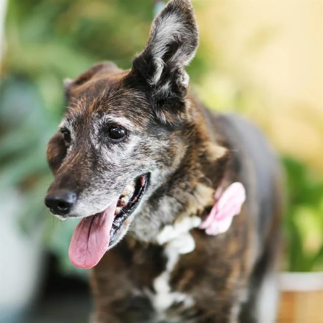 A senior medium-sized female German Shepherd Dog dog named Snookie for adoption in Albuquerque, NM