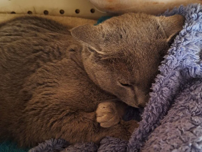 A senior medium-sized female Gray / Blue / Silver Russian Blue cat named Graycee for adoption in Maryville, TN