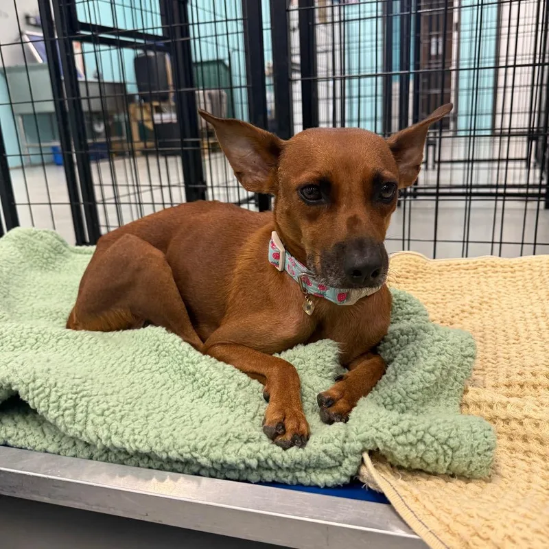 An adult medium-sized female Brown / Chocolate Mixed Breed dog named Melody for adoption in Houston, TX