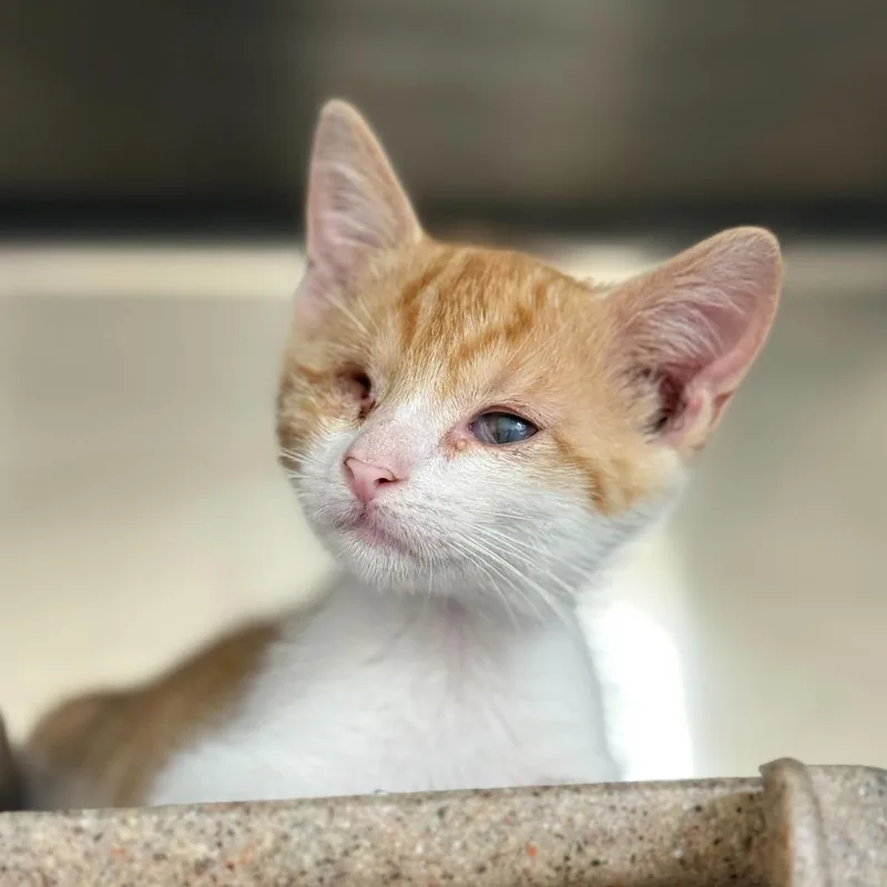 A baby small-sized male Orange / Red Domestic Short Hair cat named Buttercream for adoption in San Antonio, TX