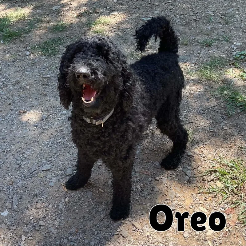 Oreo thumbnail 2