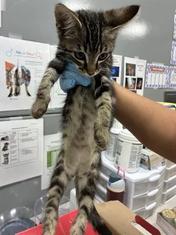 A baby small-sized female Domestic Short Hair cat named Bella for adoption in San Martin, CA