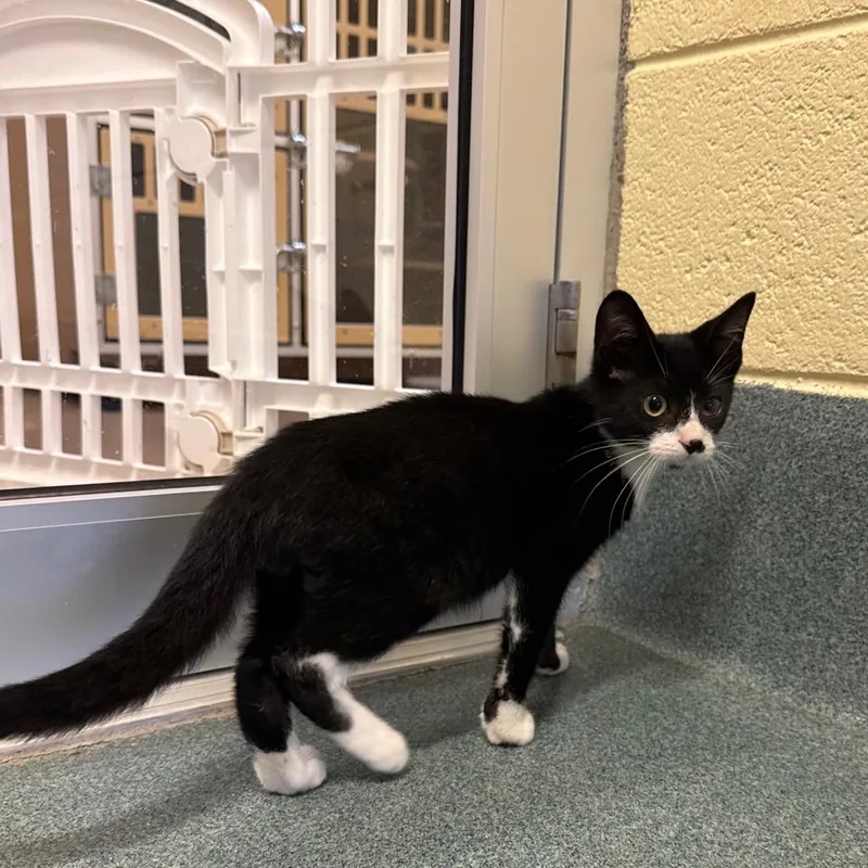 A baby small-sized male Black Domestic Short Hair cat named Garfunkel for adoption in Naples, FL