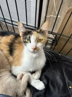 An adult medium-sized female Domestic Short Hair cat named Lucy for adoption in West Memphis, AR