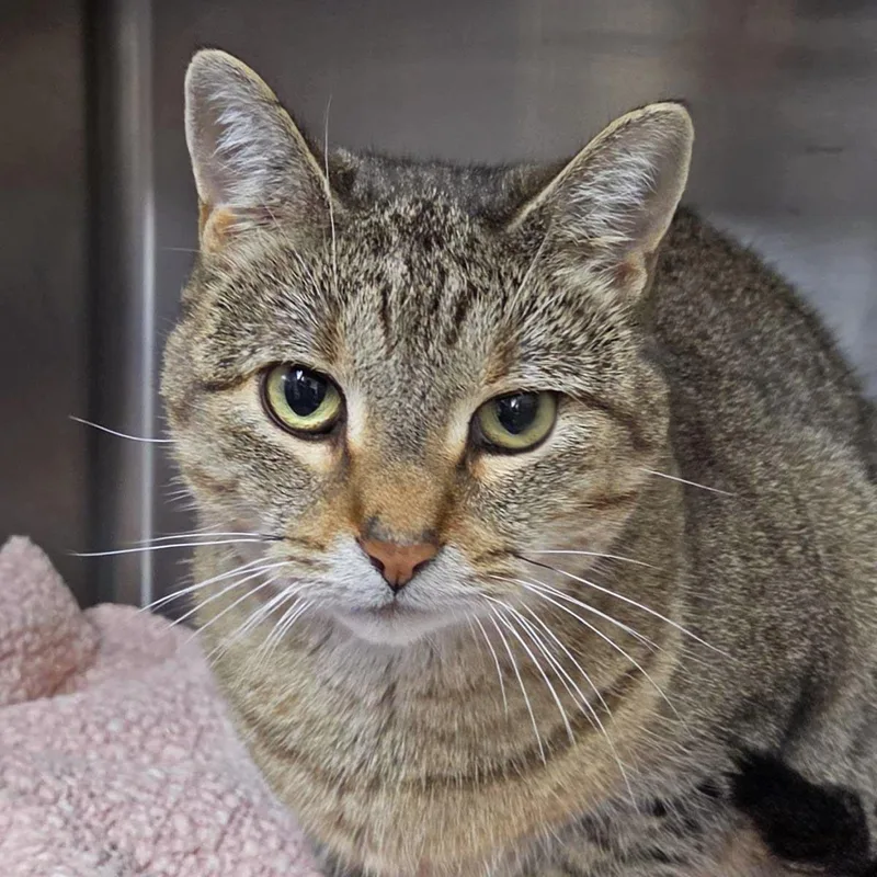 An adult medium-sized female Brown / Chocolate Domestic Short Hair cat named KPop for adoption in Plover, WI