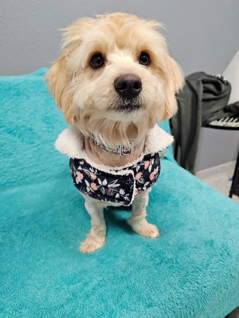Lottie Lady
