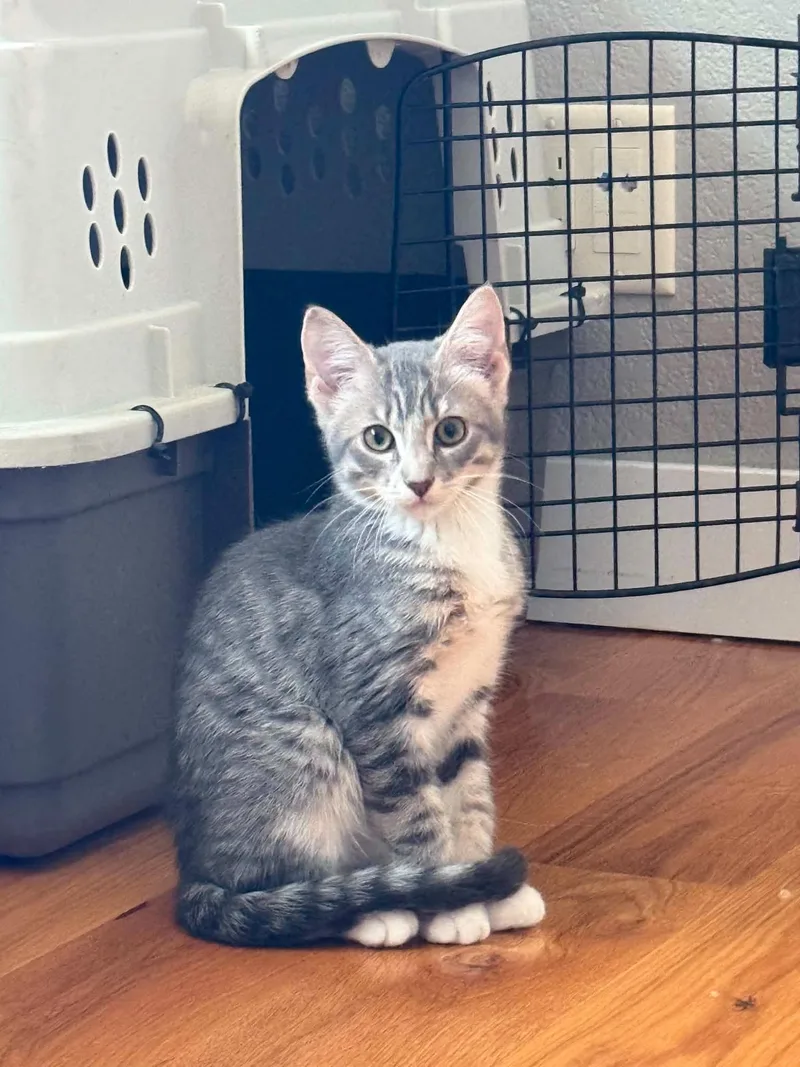 A baby small-sized male Domestic Short Hair cat named Biscuit for adoption in Dysart, IA