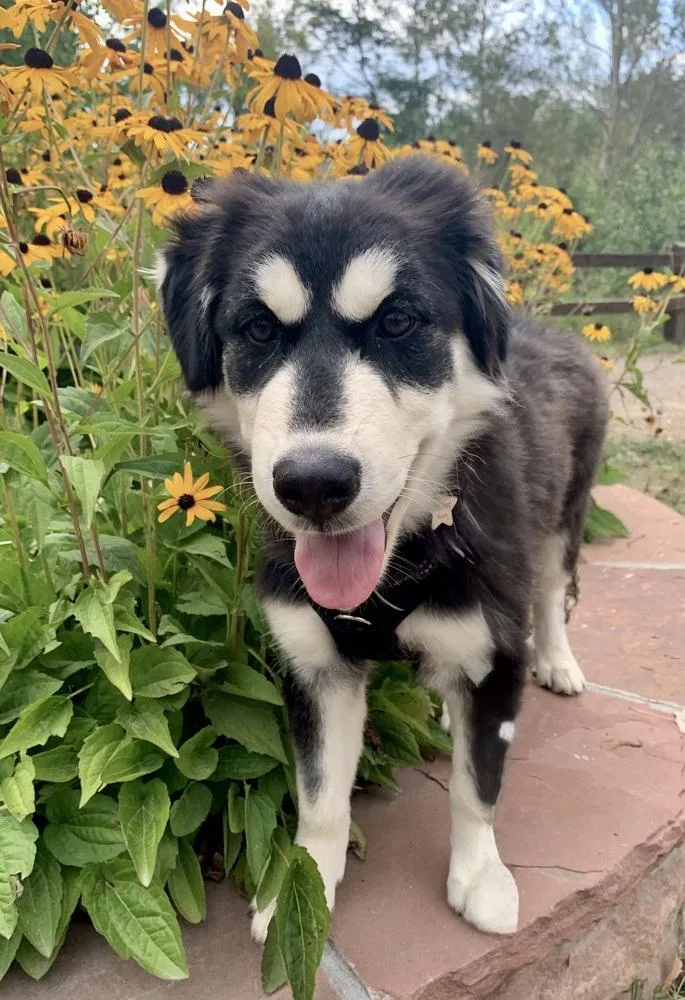 Baxter