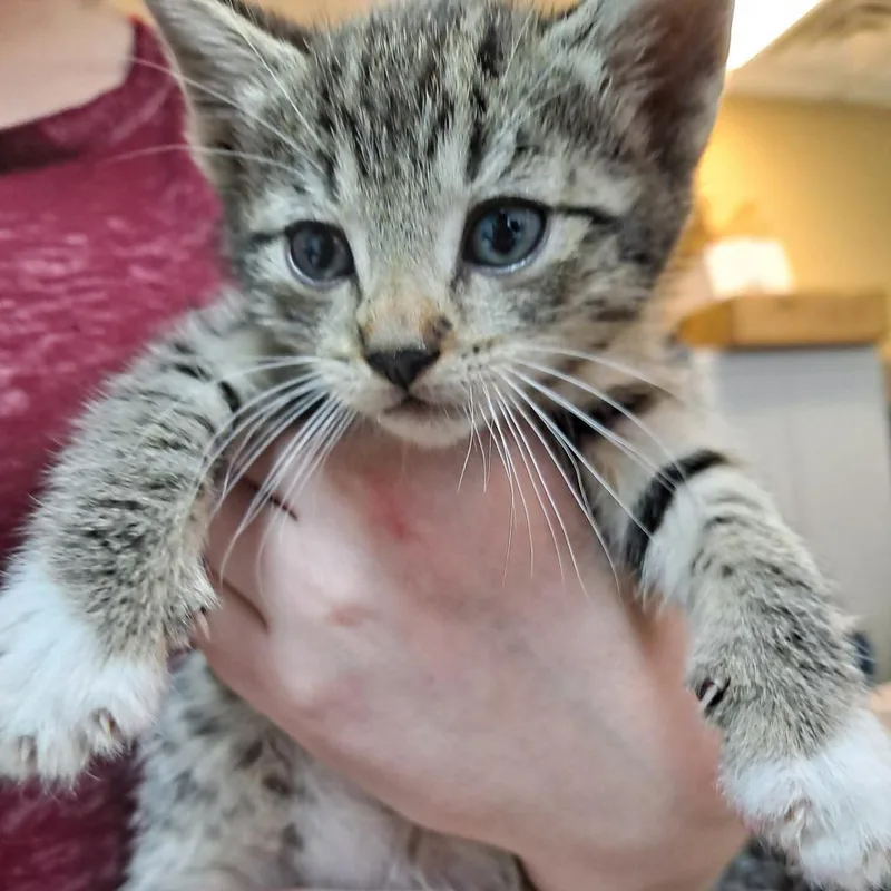 An adult small-sized female Gray / Blue / Silver Domestic Short Hair cat named Spritz for adoption in Branson, MO