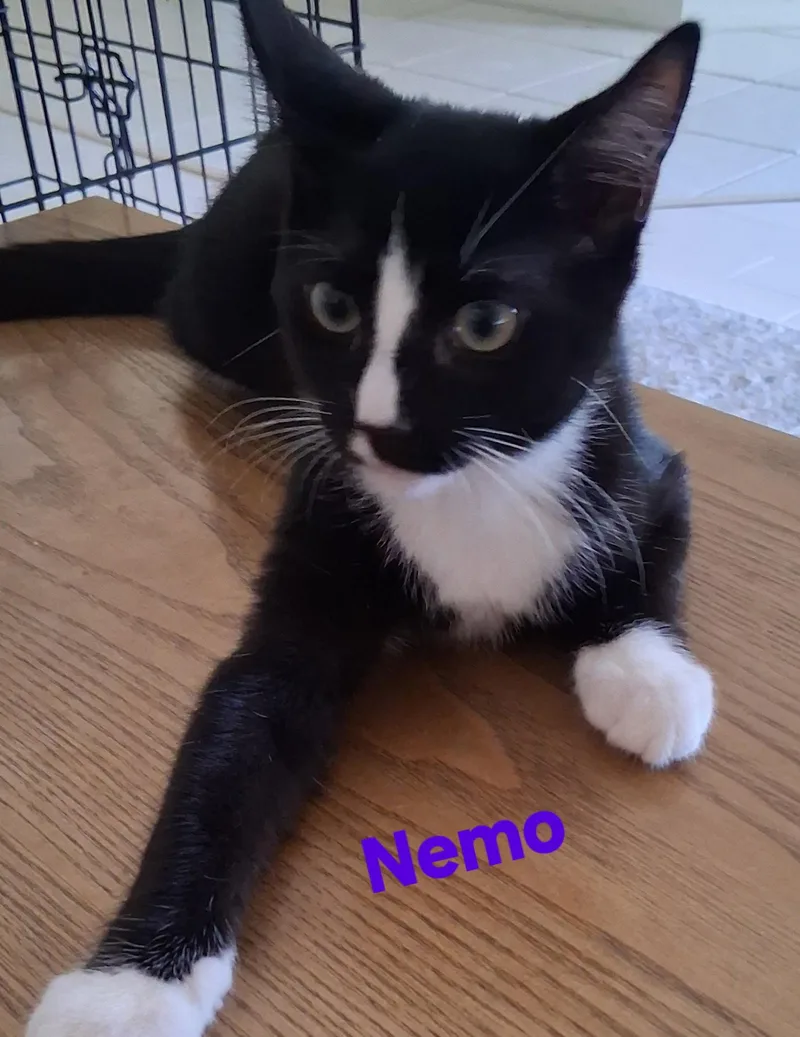 A young medium-sized male Domestic Short Hair cat named Nemo for adoption in Longwood, FL