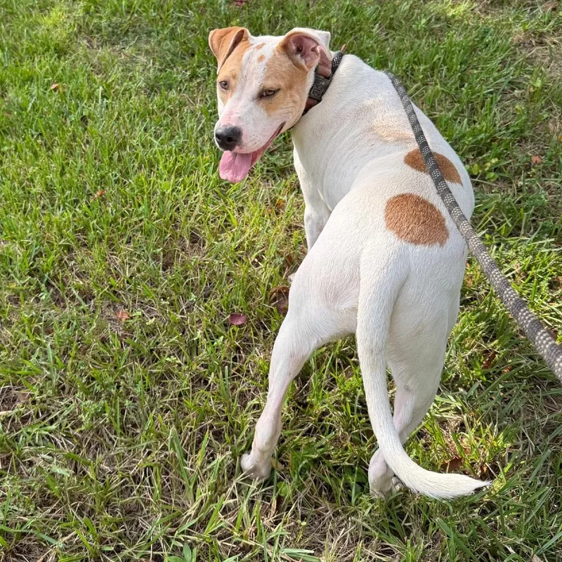 Dodger Ii thumbnail 3