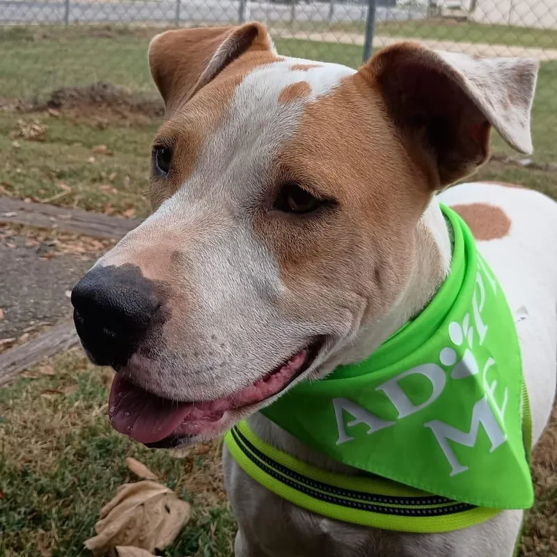 Dodger Ii thumbnail 5