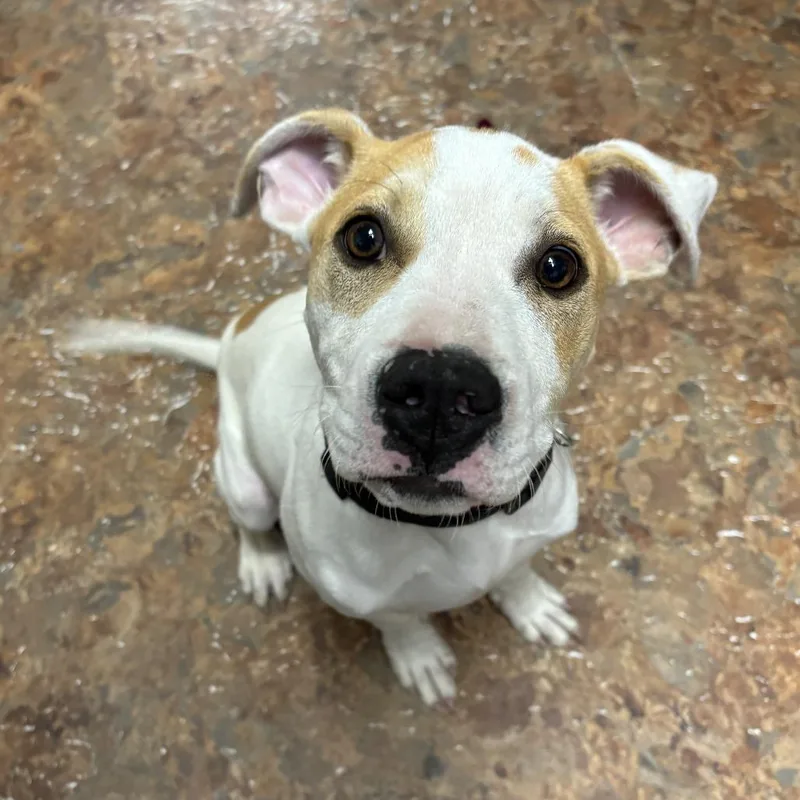 Dodger Ii thumbnail 6