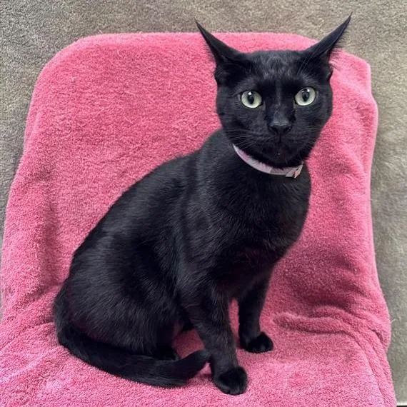 An adult medium-sized female Black Domestic Short Hair cat named Velvet for adoption in Hawthorne, CA