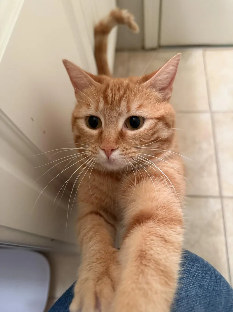 An adult medium-sized female Orange / Red Domestic Short Hair cat named Mahi for adoption in Herndon, VA