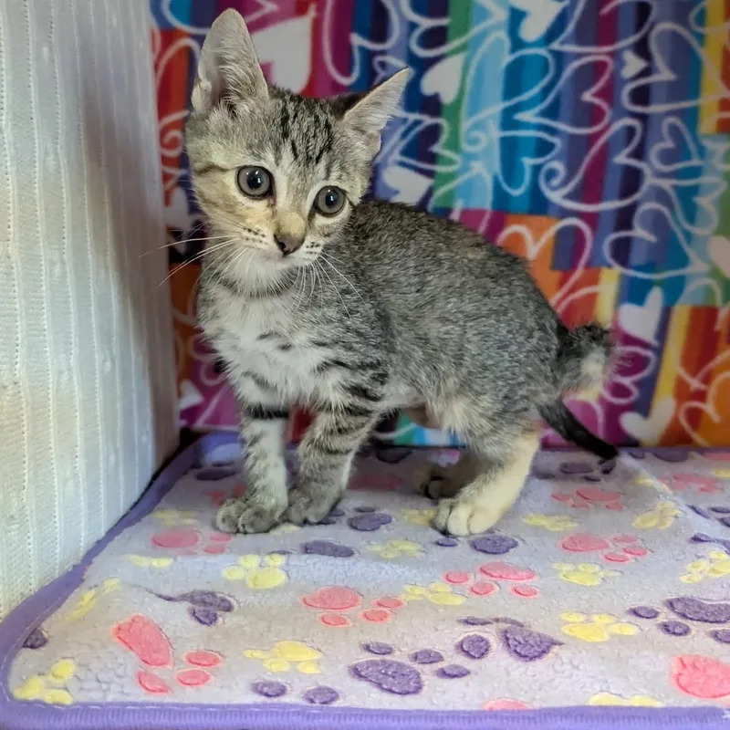 A young medium-sized female Brown / Chocolate Domestic Short Hair cat named Luna for adoption in Naples, FL