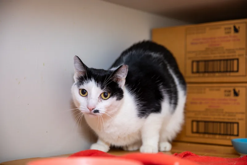 An adult large-sized female Black & White / Tuxedo Domestic Short Hair cat named Angeline for adoption in Chicago, IL