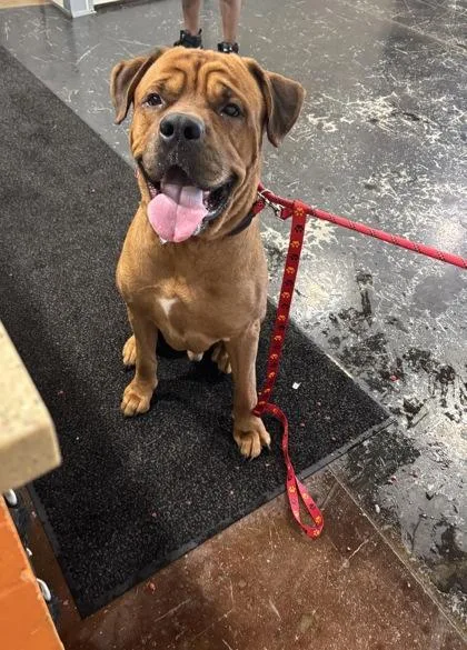 An adult large-sized male Mixed Breed dog named Kobe for adoption in Cincinnati, OH