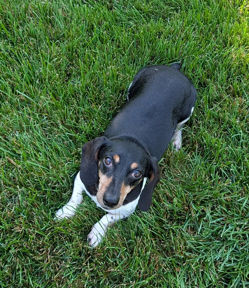 An adult small-sized female Dachshund dog named Olivia for adoption in Sioux Falls, SD