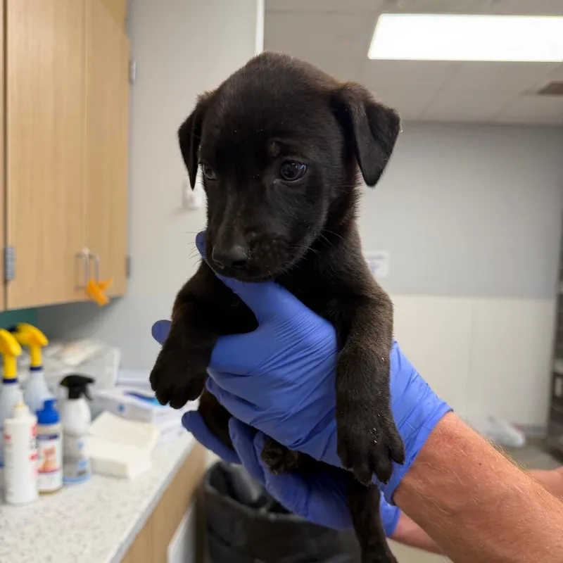 A baby small-sized female Black Terrier dog named Sable for adoption in Marshall, TX