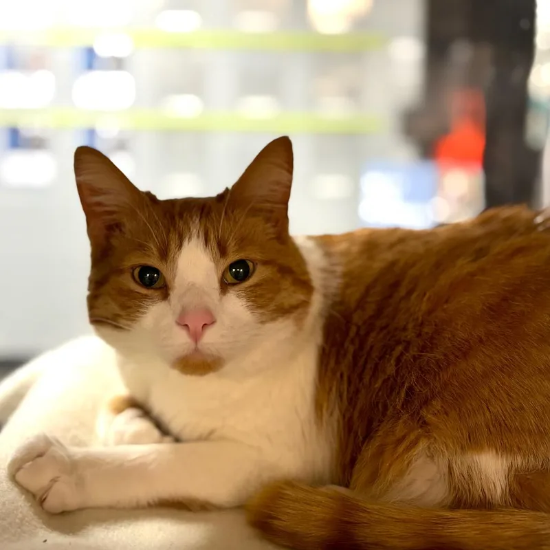 A senior extra large-sized male Orange / Red Domestic Short Hair cat named Colby for adoption in Grand Rapids, MI