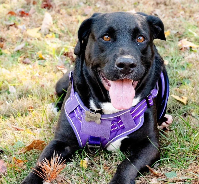 A young medium-sized female Labrador Retriever dog named Maggie for adoption in Blairsville, GA