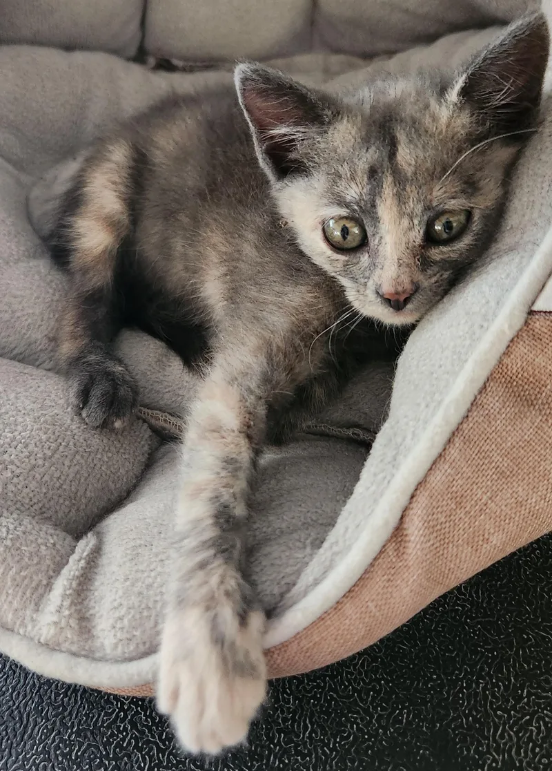 Earle Grey thumbnail 2