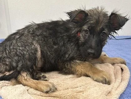 A young large-sized female Shepherd dog named Blue Tang for adoption in Phoenix, AZ